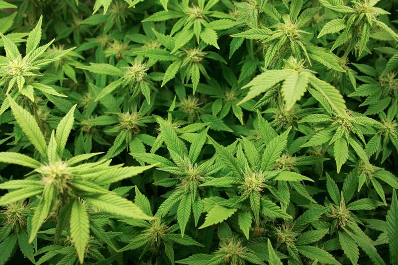 cannabis plant